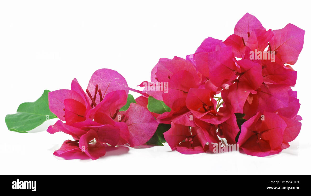 Bougainvillea Blume, rote Blumen auf weißem Hintergrund Stockfoto