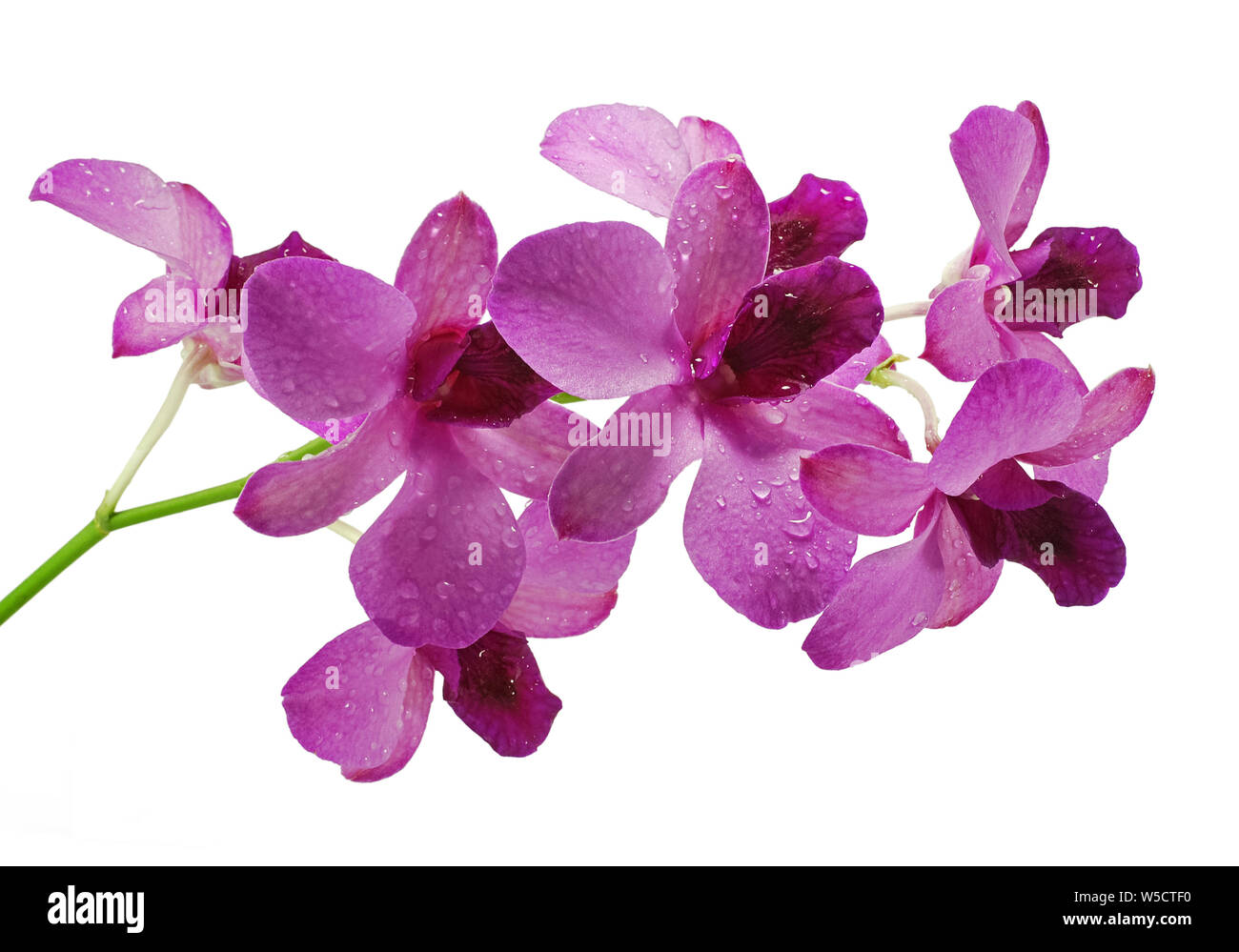 Purple orchid flower auf weißem Hintergrund Stockfoto