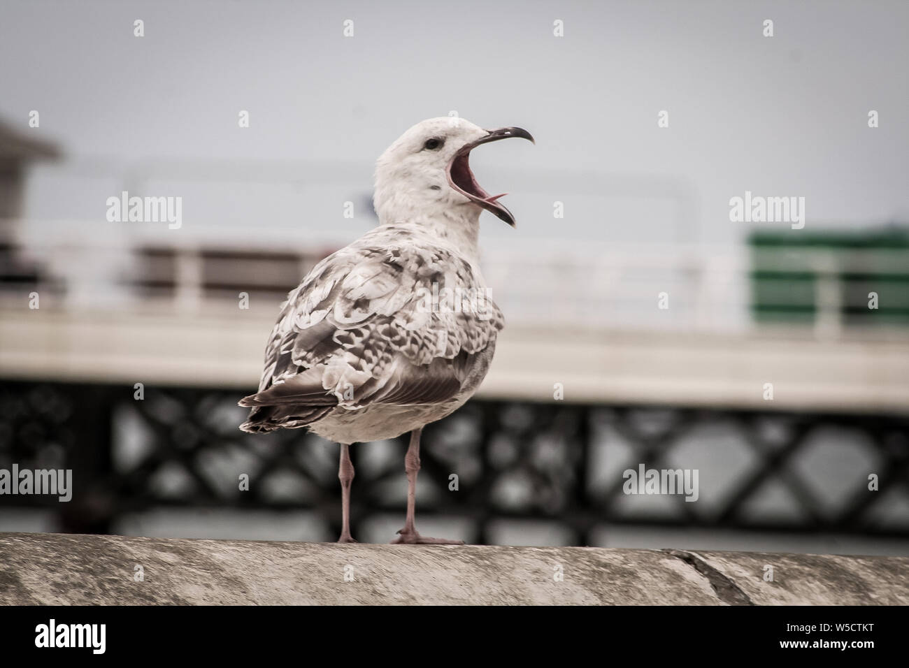 Cromer Lokalen Stockfoto