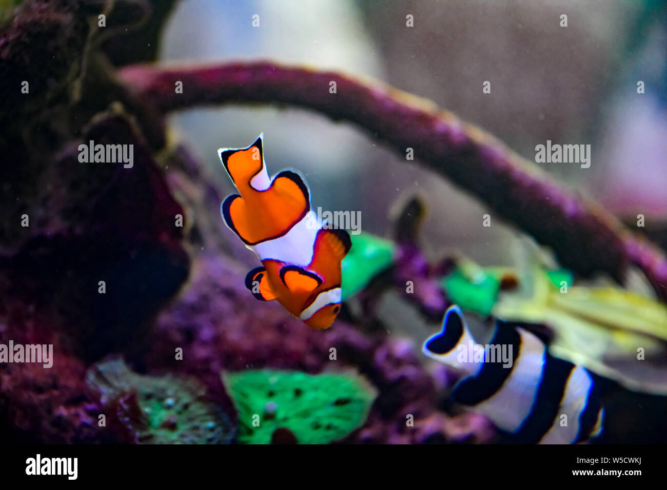 Ocellaris Clownfisch Nemo im Aquarium Stockfoto