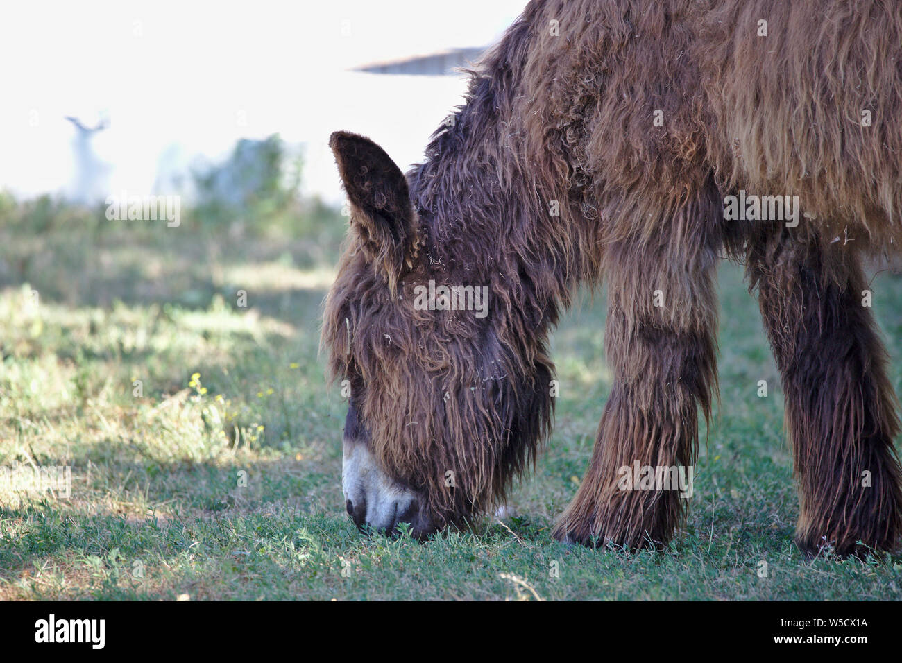 Profil Portrait von Poitou Esel Weiden Stockfoto