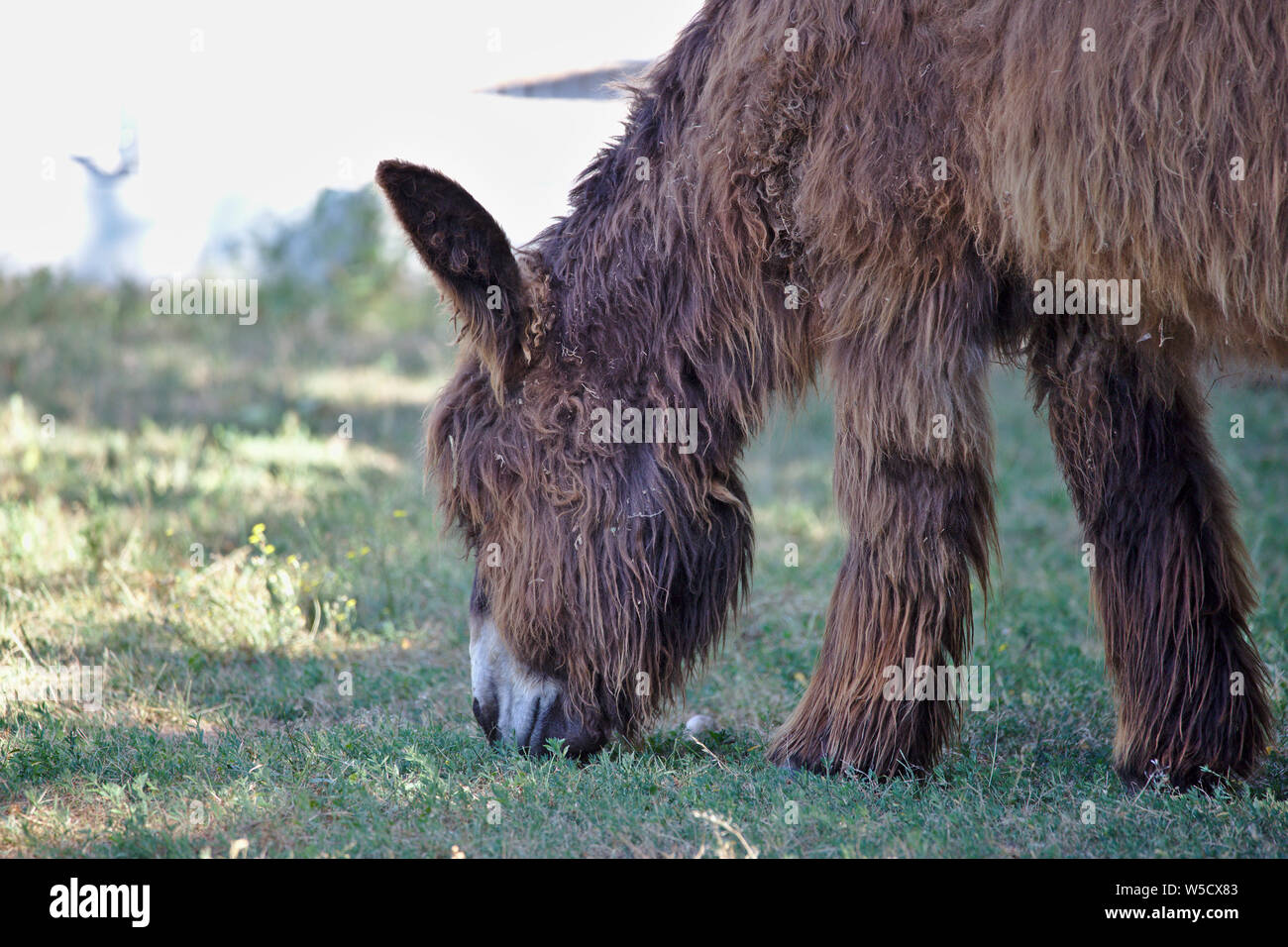 Profil Portrait von Poitou Esel Weiden Stockfoto