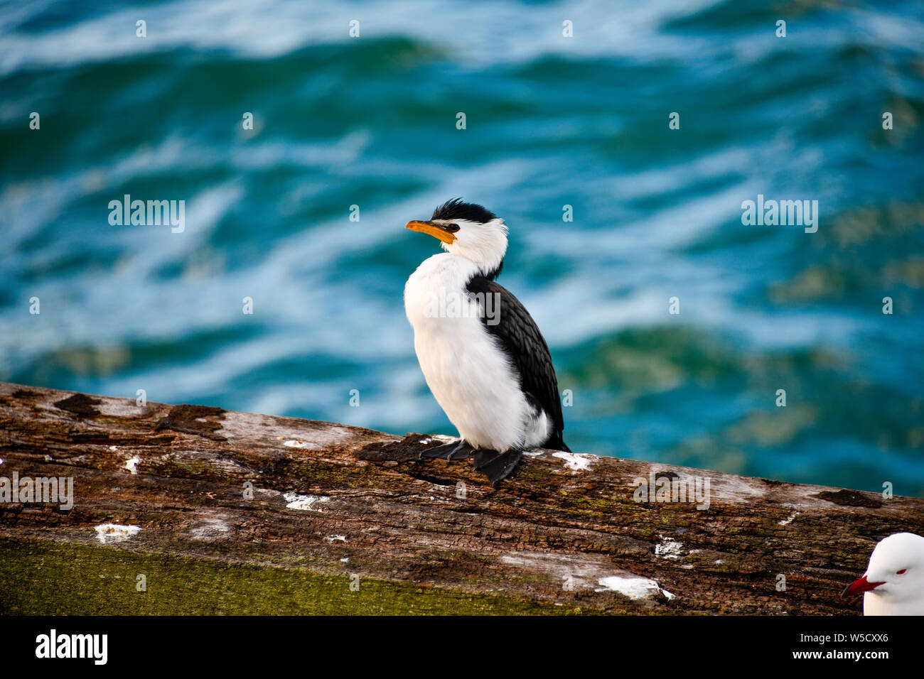 Australian Pied Cormorant Seabird auf Busselton Jetty, Western Australia Stockfoto