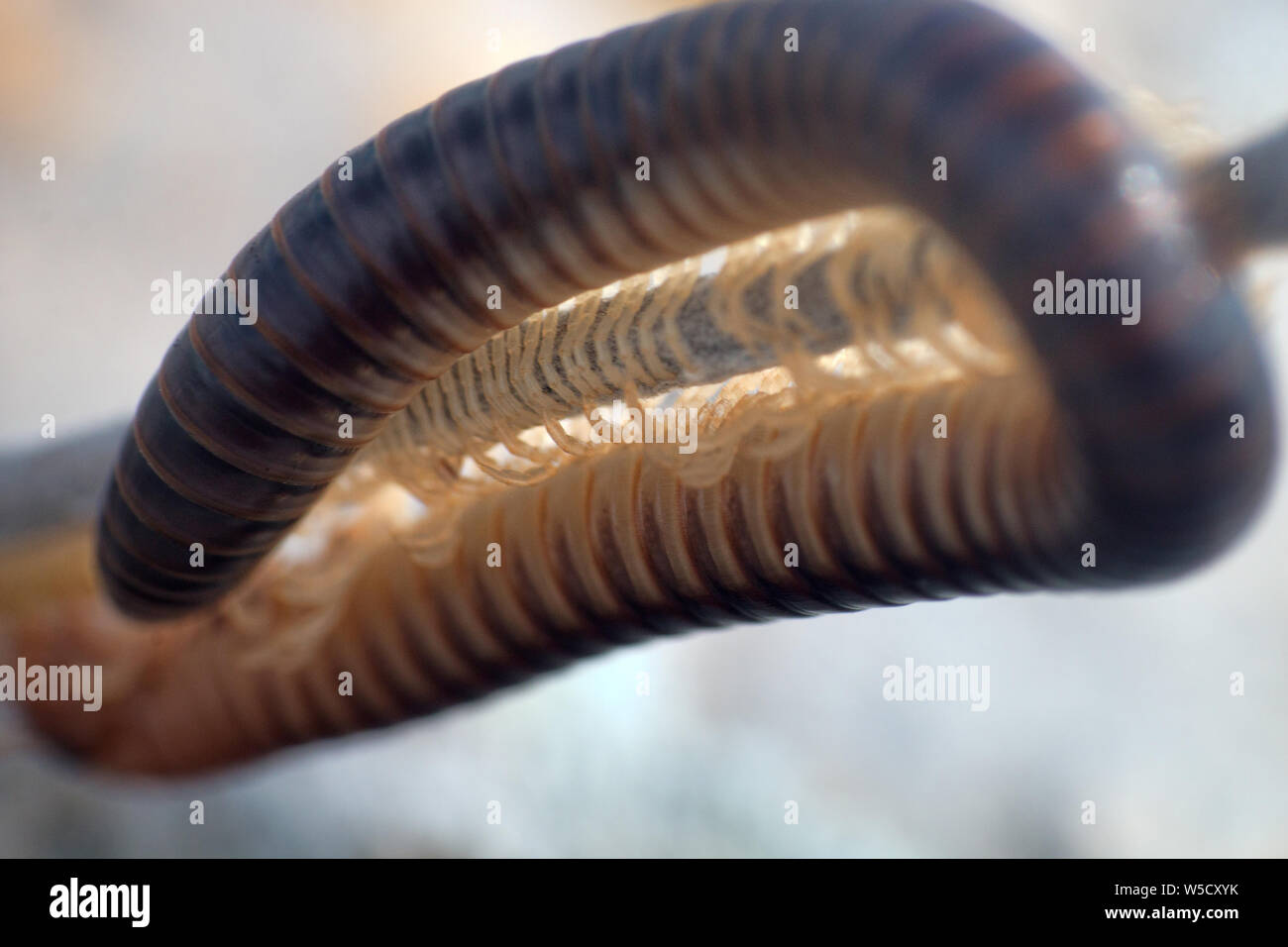 Tausendfüßler am Schwarzen Meer Gemüse - essen Tausendfüßer (Julidae, Pachyiulus flavipes). Nacht Makroaufnahme Stockfoto