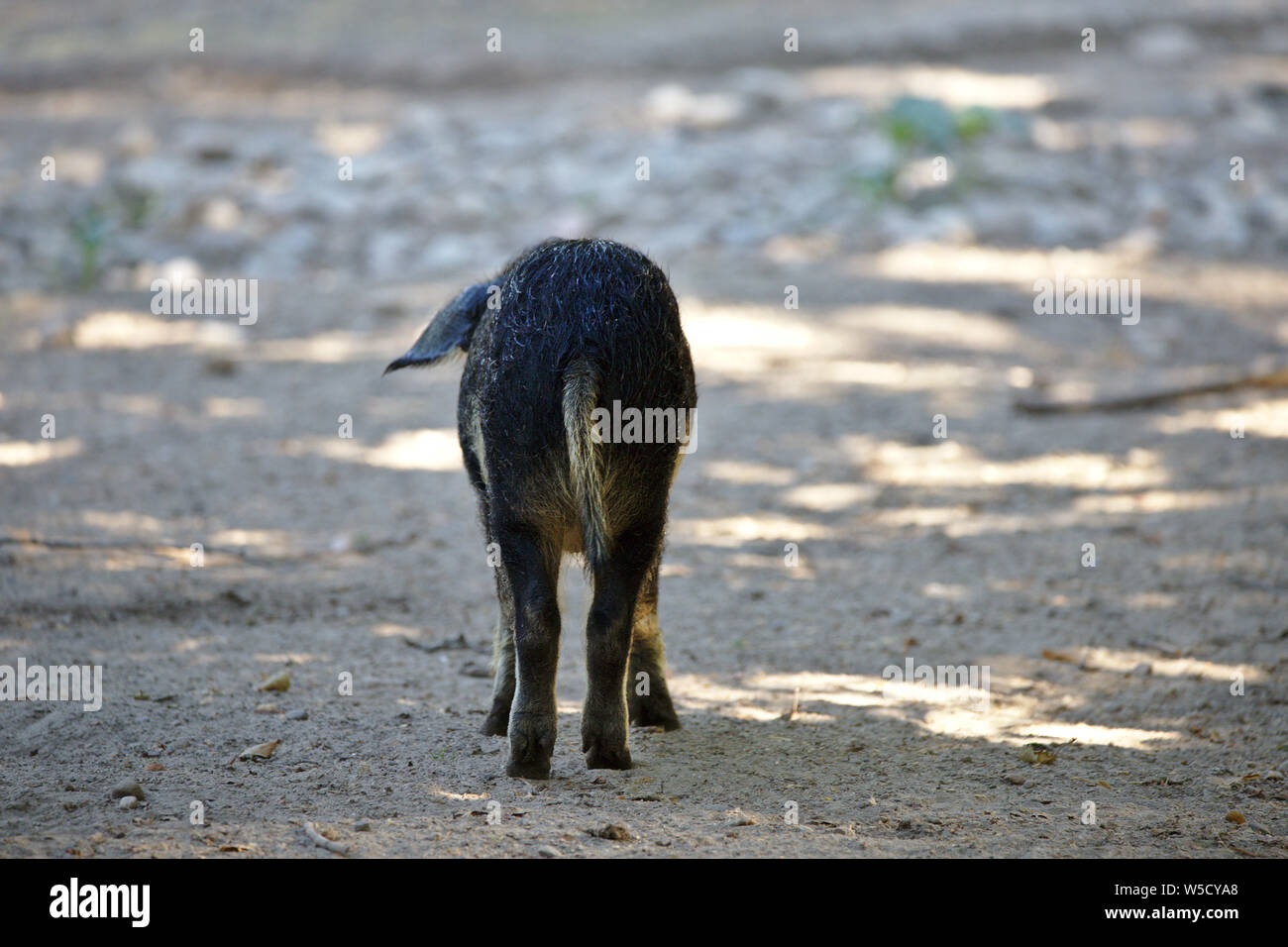 Ungarische mangalica Ferkel (Rückseite) Stockfoto