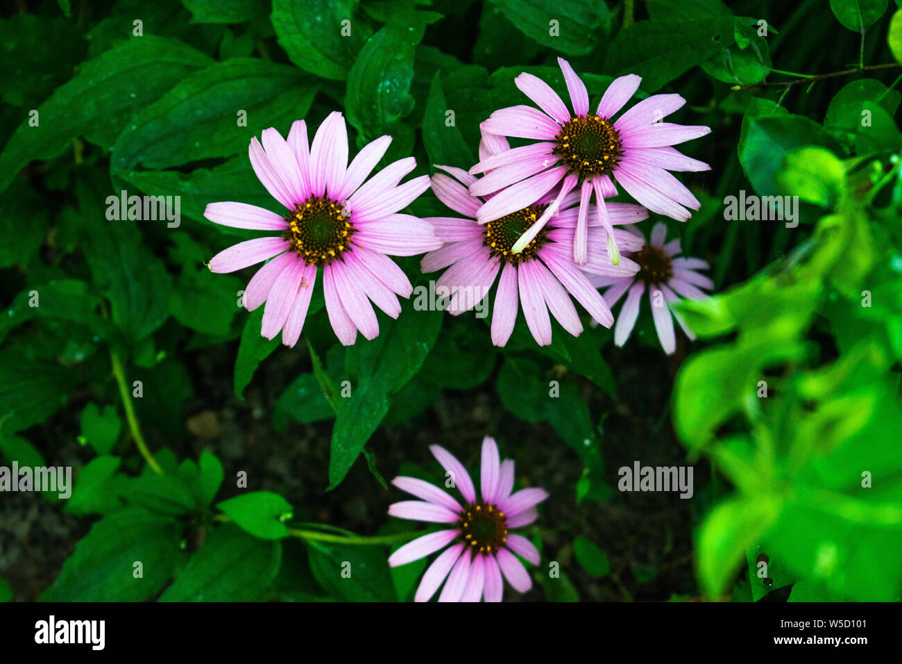 Hoher Kontrast Foto von Echinacea Blumen mit dunkelgrünem Hintergrund und einige nasse Blätter. Heilpflanze/Werk. Stockfoto