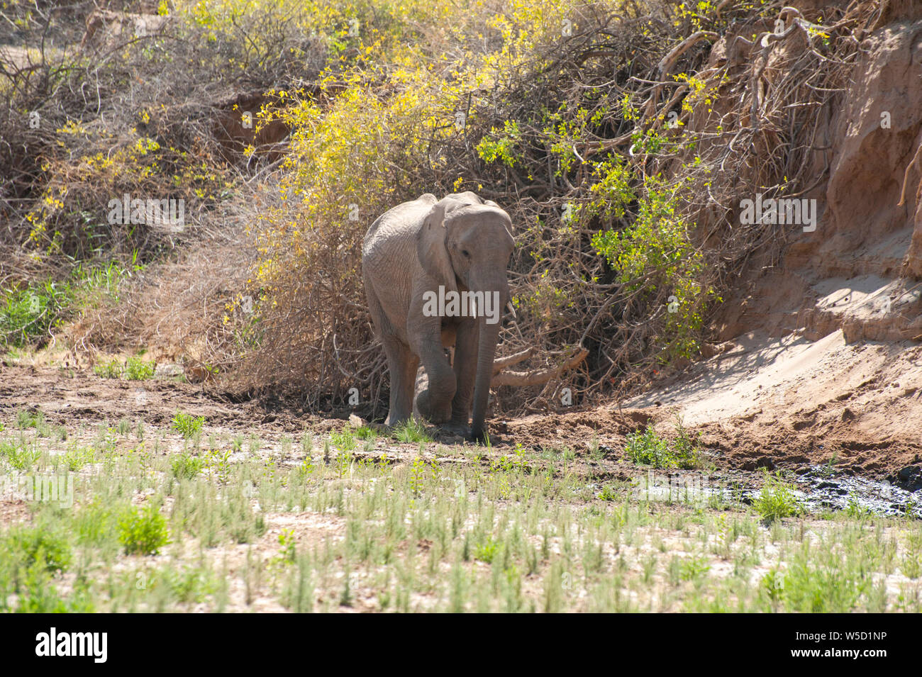 Wüste - angepasst auf die Elefanten. Diese afrikanischen Elefanten (Loxodonta africana) sind an das Leben in der Wüste von Namibia und Angola angepasst. In th fotografiert. Stockfoto