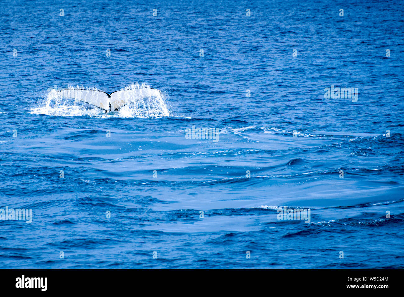 Buckelwal tauchen Schwanz Spritzen in Flinders Bay, Augusta, Western Australia Stockfoto