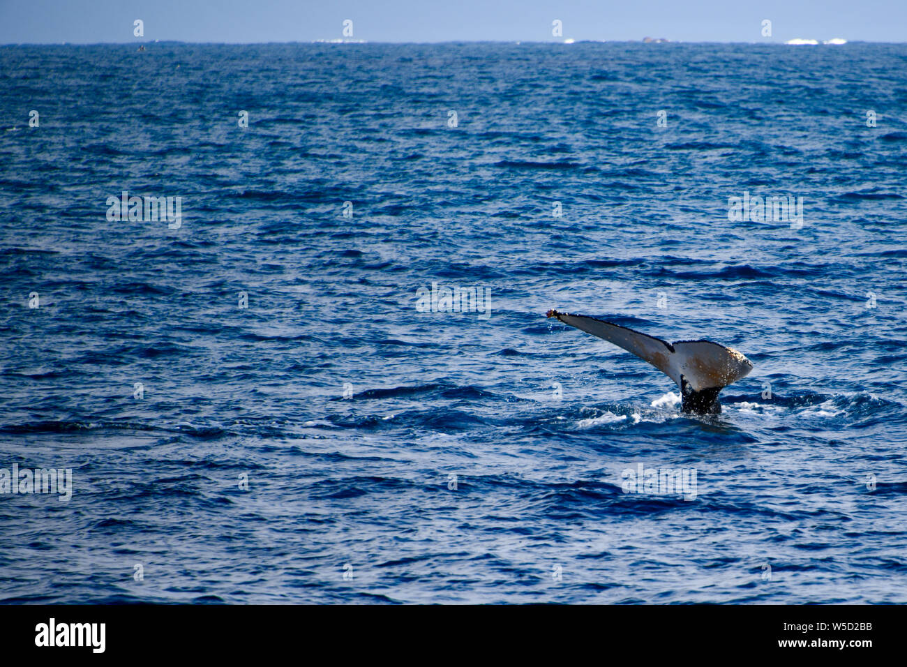 Buckelwal tauchen Schwanz Spritzen in Flinders Bay, Augusta, Western Australia Stockfoto