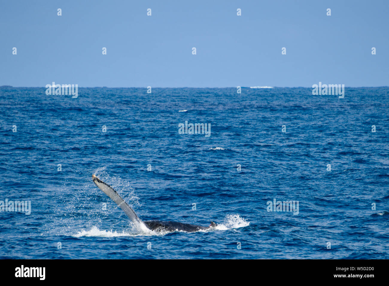 Buckelwal flipper Spritzen in Flinders Bay, Augusta, Western Australia Stockfoto