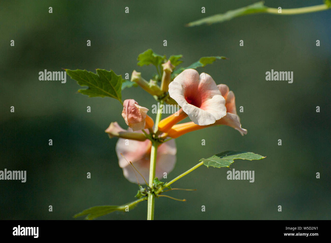 Orange Namibischen wildflower Fotografiert am Kunene Fluss (Cunene Flusses), der die Grenze zwischen Angola und Namibia, im Südwesten Afrikas Stockfoto