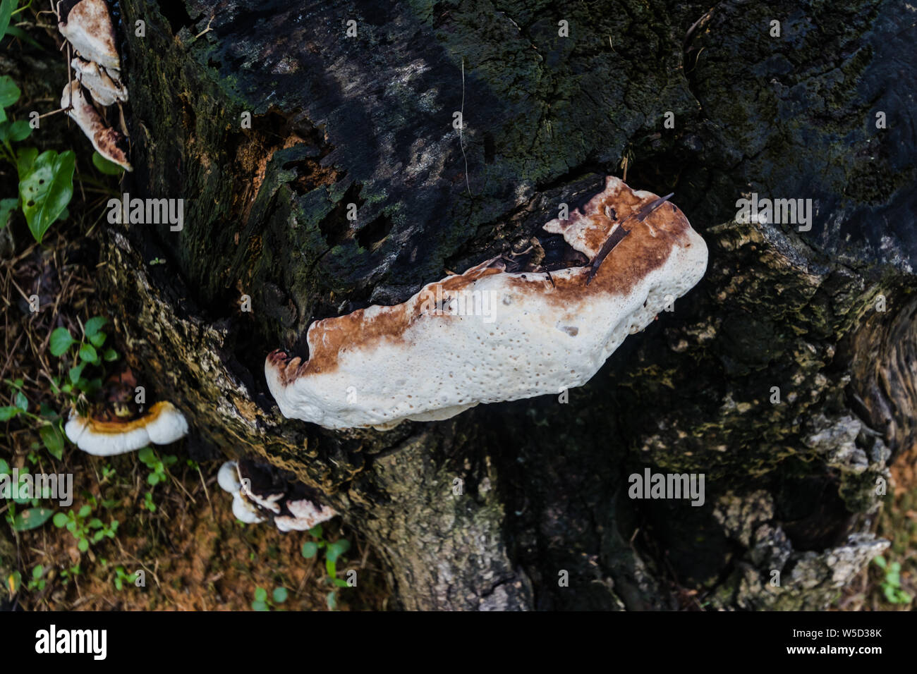 Fruchtkörper von Wood decay Pilz Ganoderma lucidum sensu Lato auf einem Baum chunk in einem Hong Kong Park Stockfoto