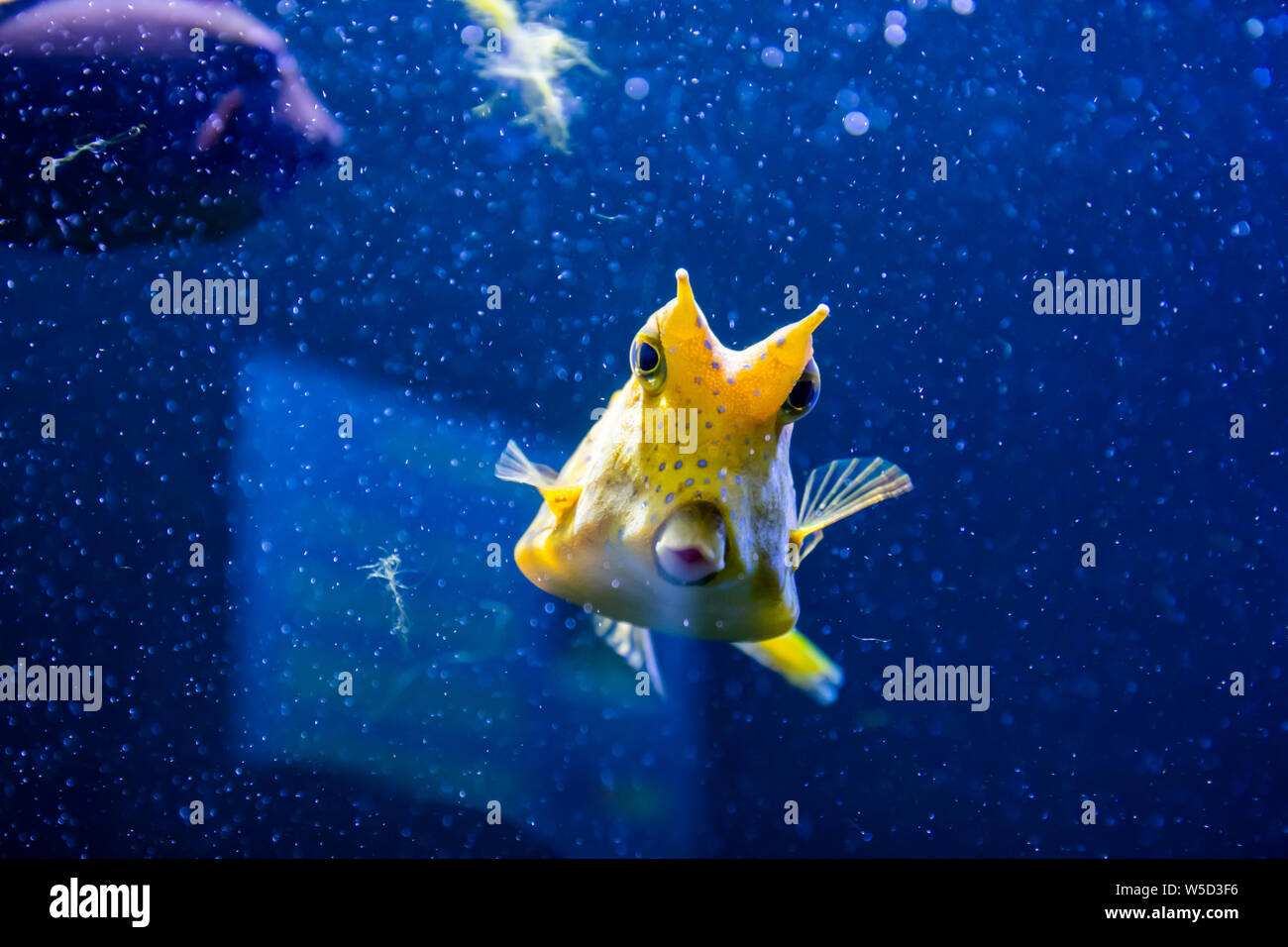 Longhorn cowfish, lateinischer Name Lactoria cornuta, genannt auch die Gehörnten Kofferfisch. Seine primäre Lebensraum Korallenriffe, Lagunen, auf Reef Wohnungen Stockfoto