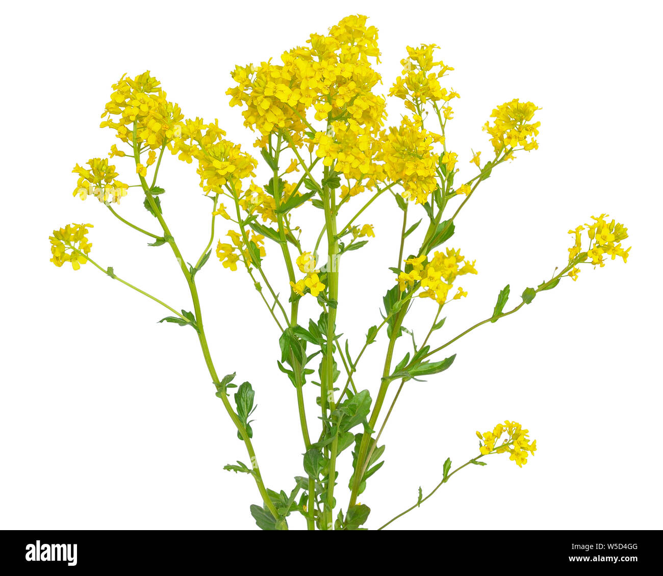 Blüte Barbarea vulgaris auf weißem Hintergrund Stockfoto