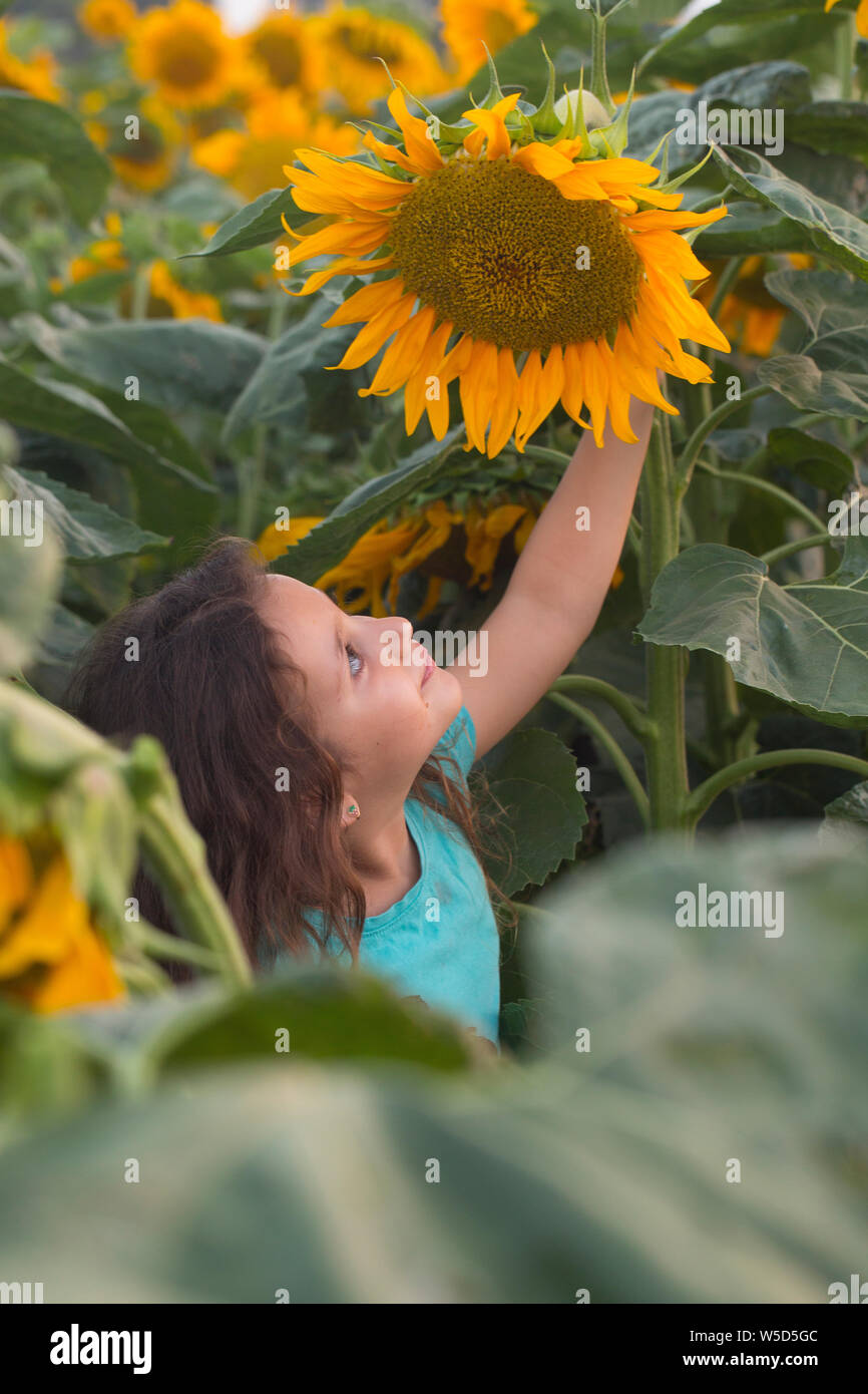 Junge Mädchen bewundert einen großen gelben Sonnenblumen auf einem Feld. Model Release verfügbar Stockfoto