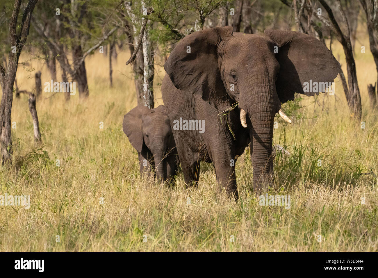 Vorderansicht des Afrikanischen Busches Elefant (Loxodonta africana) in der Serengeti National Park, Tansania fotografiert. Stockfoto