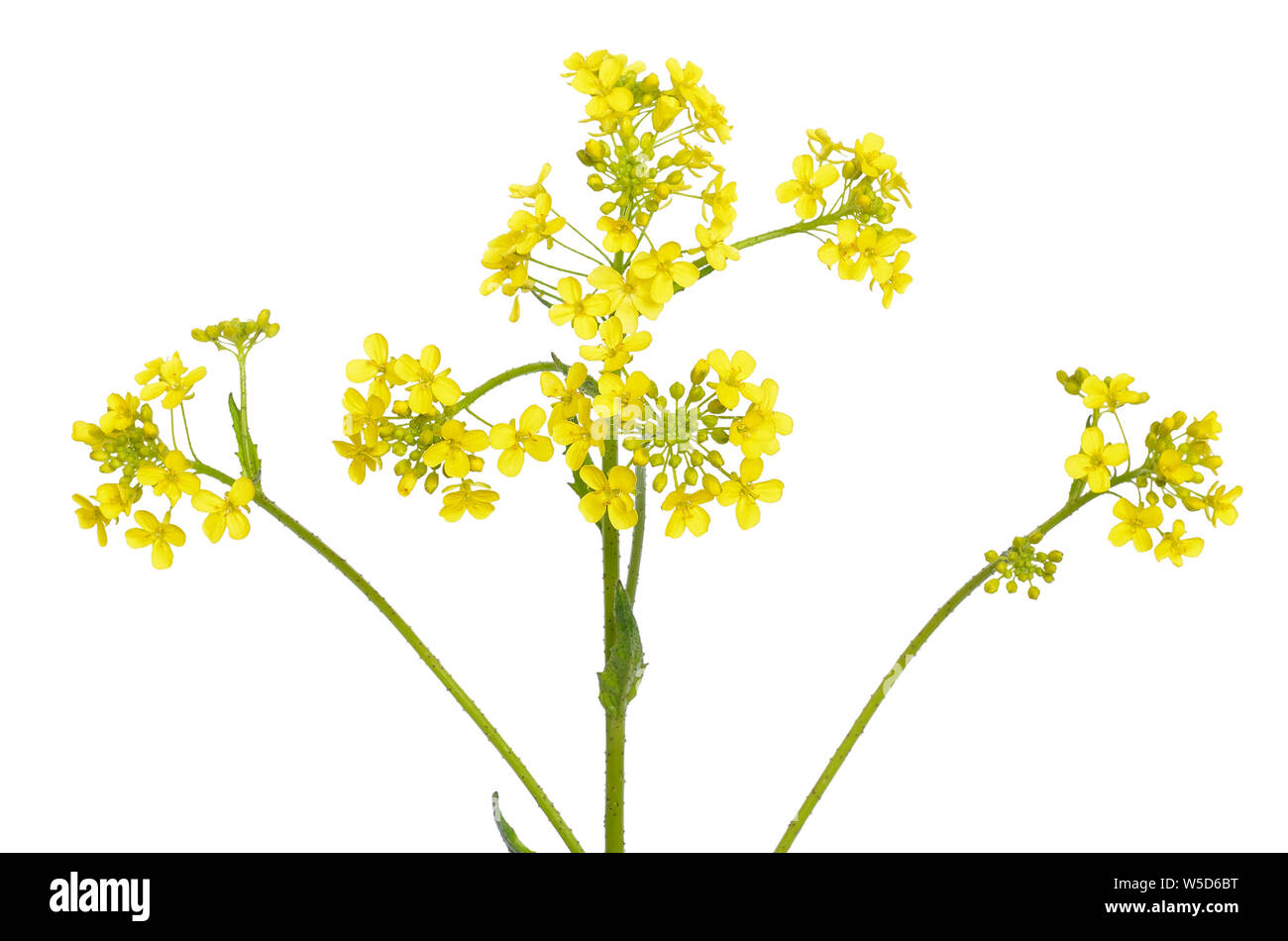 Blüte Barbarea vulgaris auf weißem Hintergrund Stockfoto