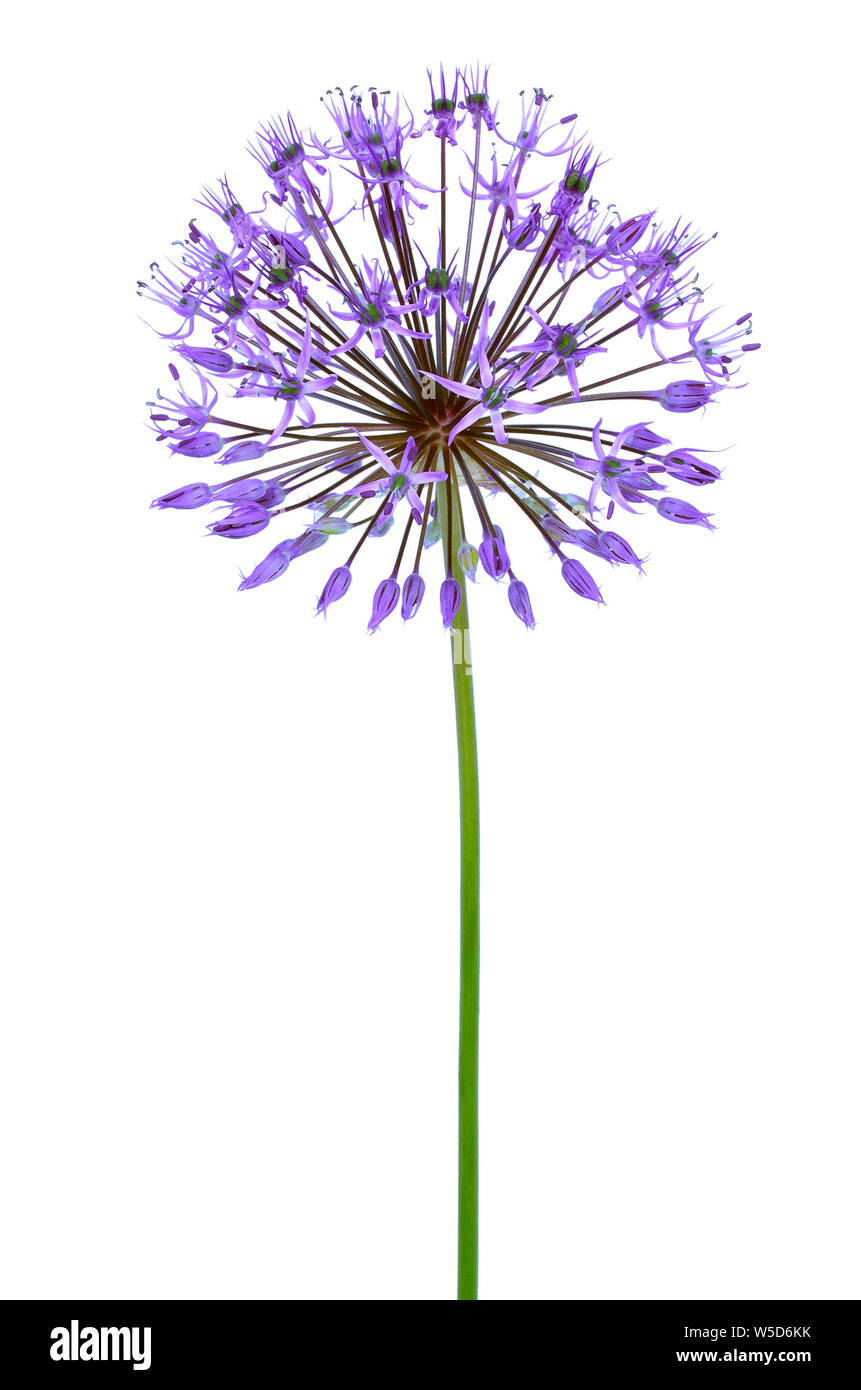 Allium Blumen auf weißem Hintergrund Stockfoto