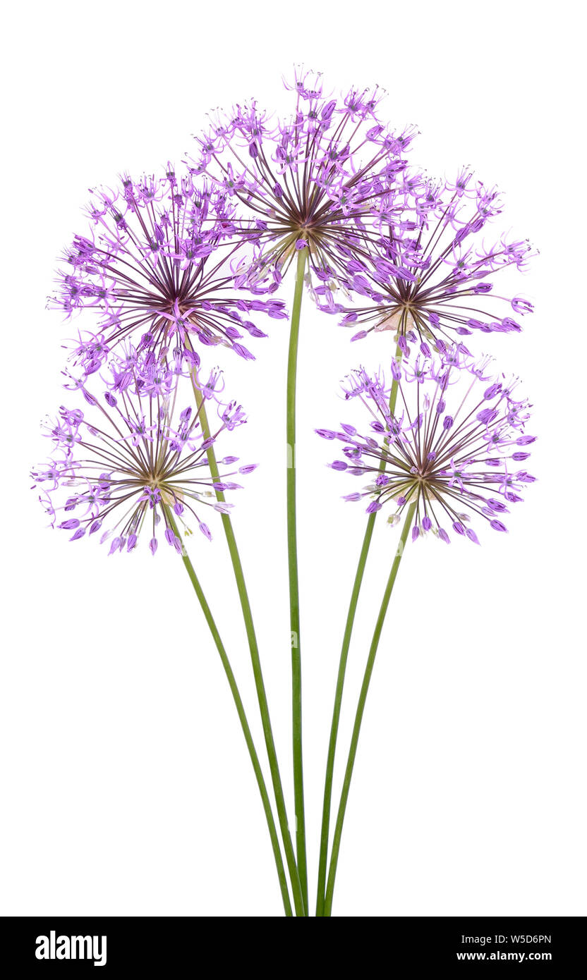 Allium Blumen auf weißem Hintergrund Stockfoto