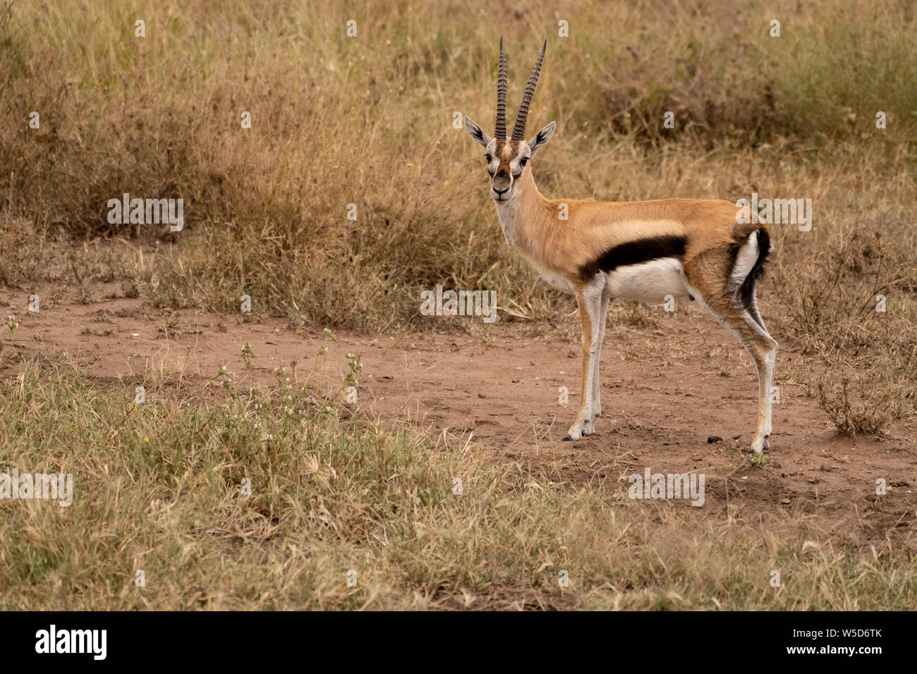 Männliche Thomson's Gazelle (Gazella Thomsonii) Beweidung, Serengeti National Park, Tansania, im April Stockfoto