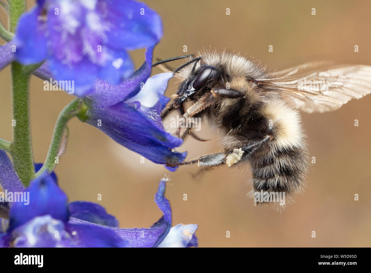 Hummel im Flug auf nuttall's Larkspur Stockfoto
