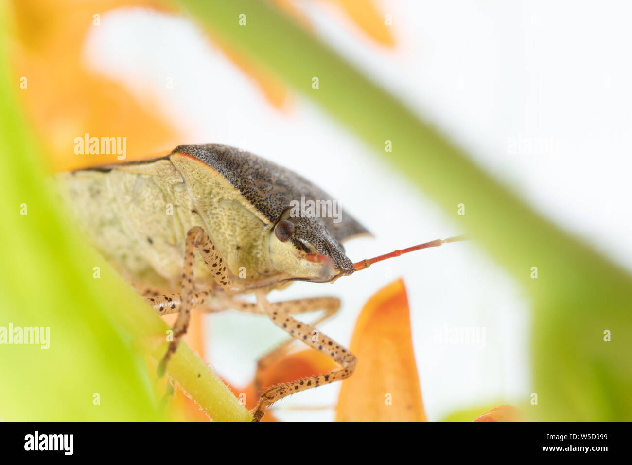 Braun stinken Bug auf Orange Butterfly Weed Milkweed Anlage durch Orange Blume Blüte Nahaufnahme Makro Stockfoto