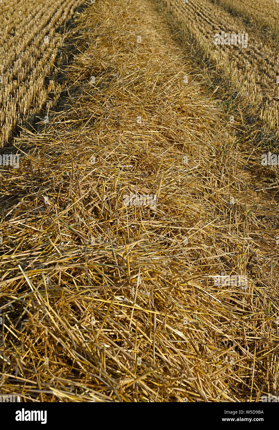 Beerta, Niederlande - 2019.07.27: Ein frisch geernteten Weizen Feld am Ortsrand von beerta Stockfoto
