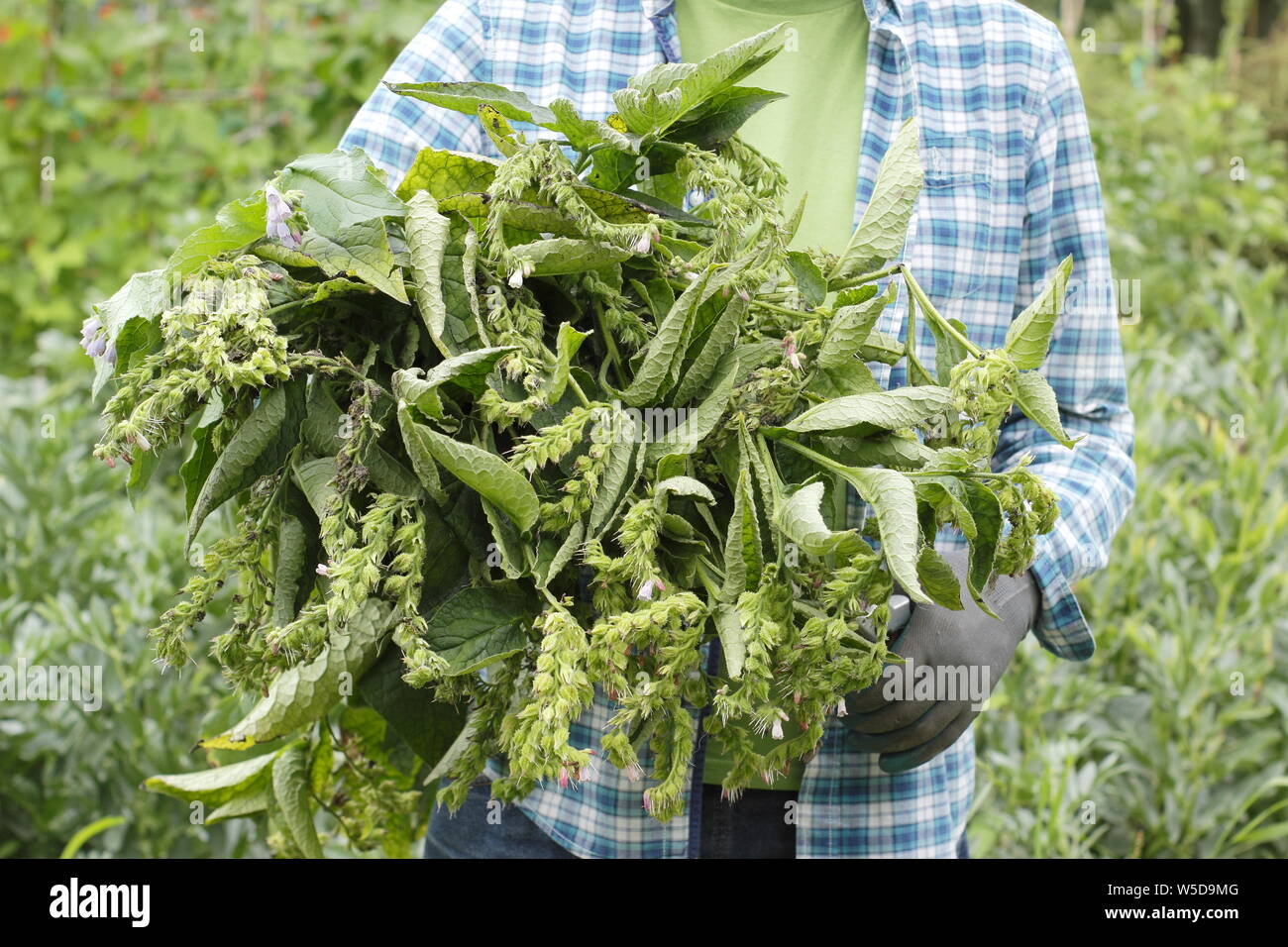 Symphytum officinale. Mann, der Schnitt unten Beinwell Pflanze in flüssige Düngemittel im Mai zu machen. Großbritannien Stockfoto