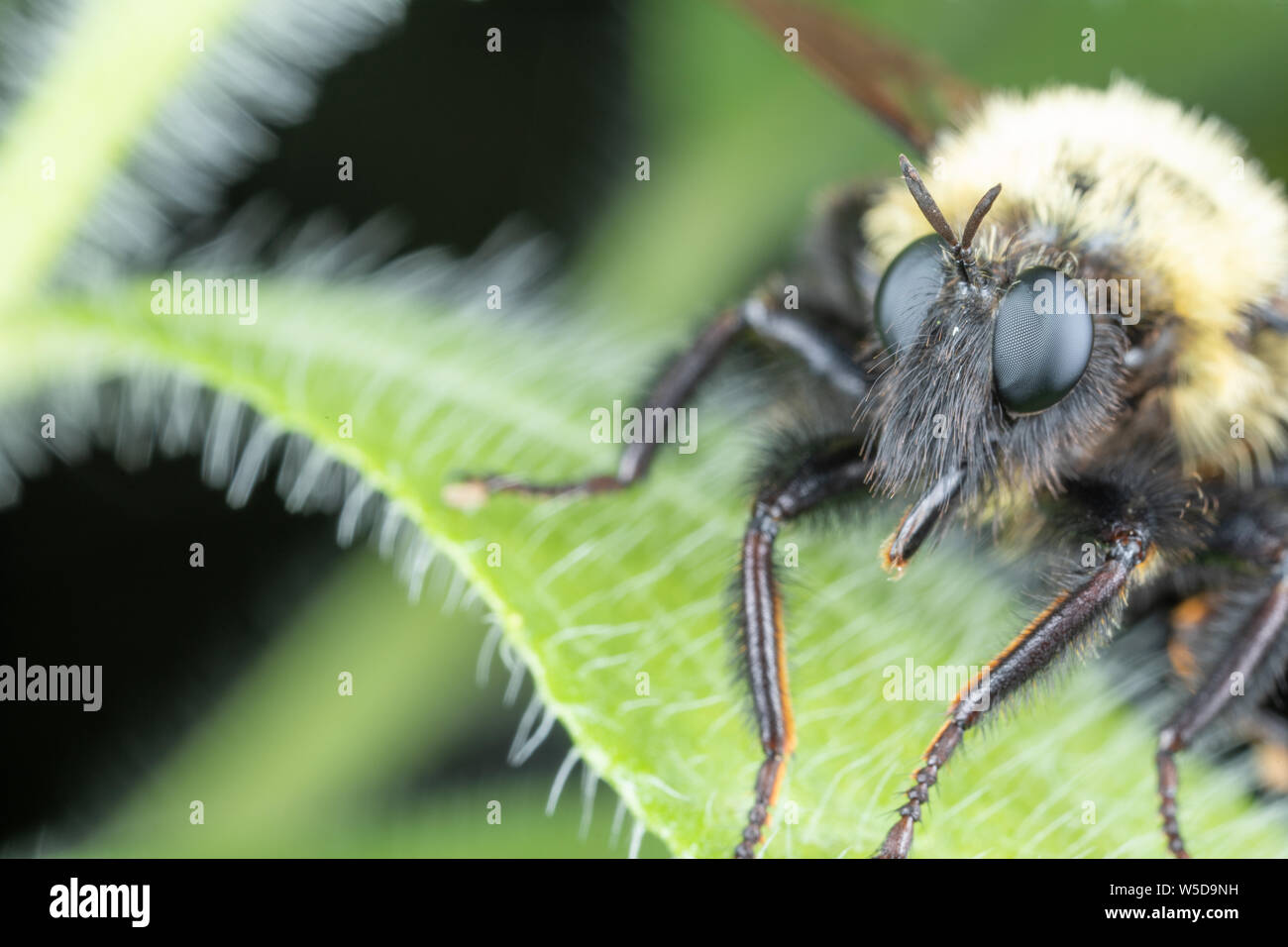 Räuber Fliegen Bumble Bee Nachahmen thront auf einem grünen Blatt Stockfoto