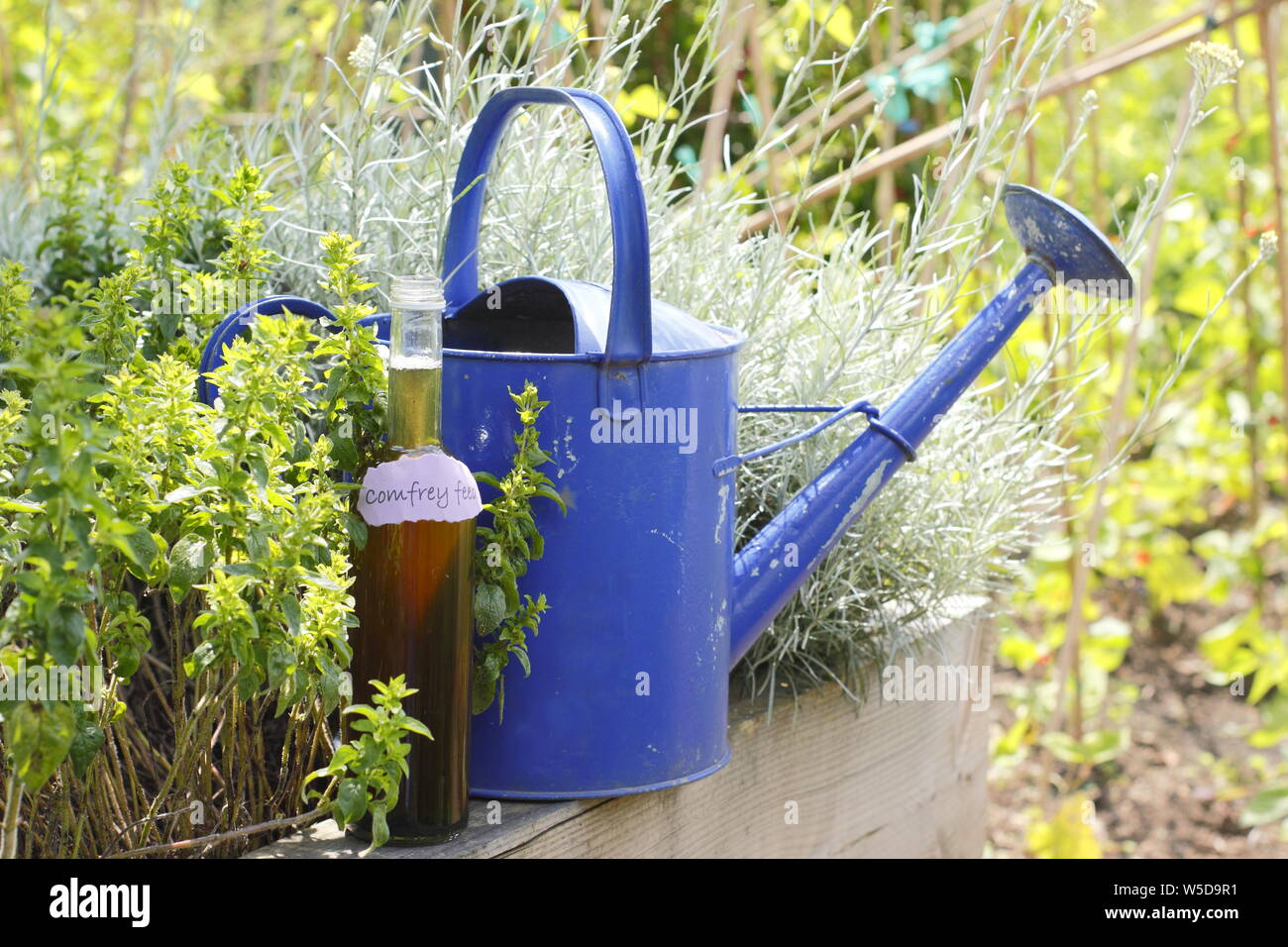 Symphytum officinale. Gießkanne und Flasche hausgemachten Beinwell Dünger Konzentrat zur Verdünnung - Mai. Großbritannien Stockfoto