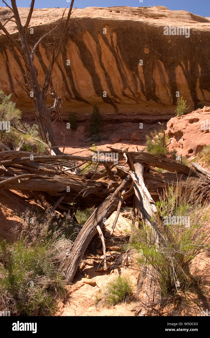 Großen Überhang in der Davis Canyon, Canyonlands National Park, Utah, mit Flash Flood Ablagerungen littering ein Engpass. Stockfoto