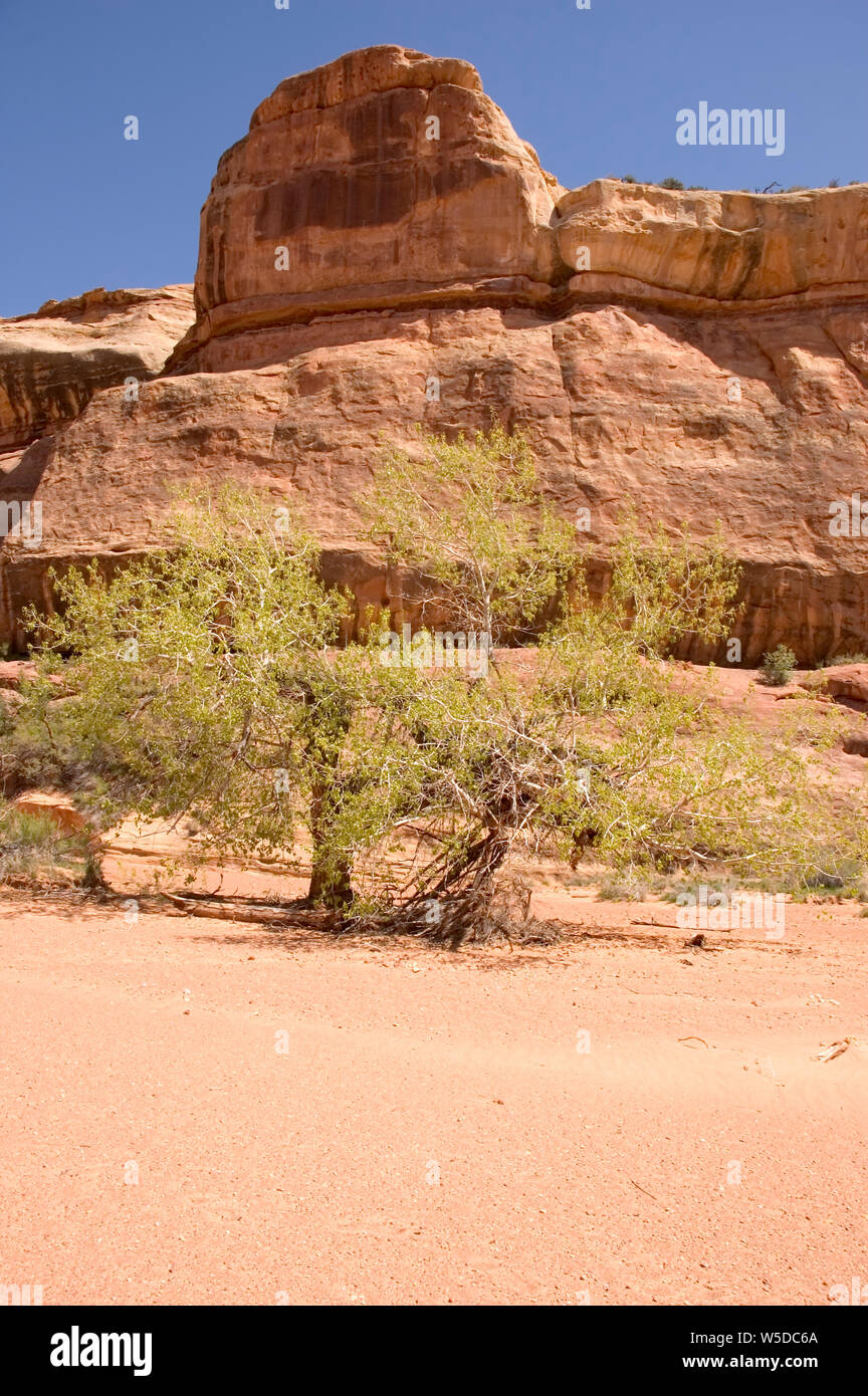 Red slickrock Bildung in der Davis Canyon, Canyonlands National Park, Utah, mit kleinen Pappeln. Stockfoto