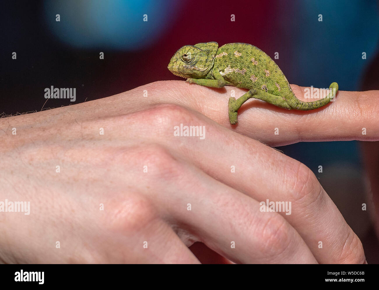 Kleine Jungen Chamäleon auf einem menschlichen Finger wilde grüne Chamäleon Stockfoto
