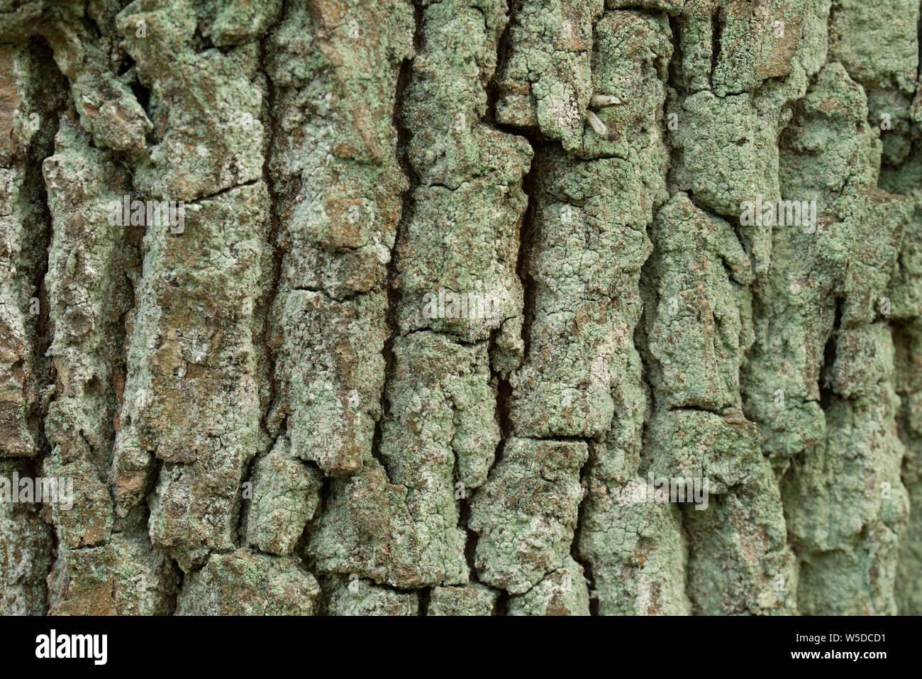 alten Eichenrinde Hintergrundtextur Stockfoto