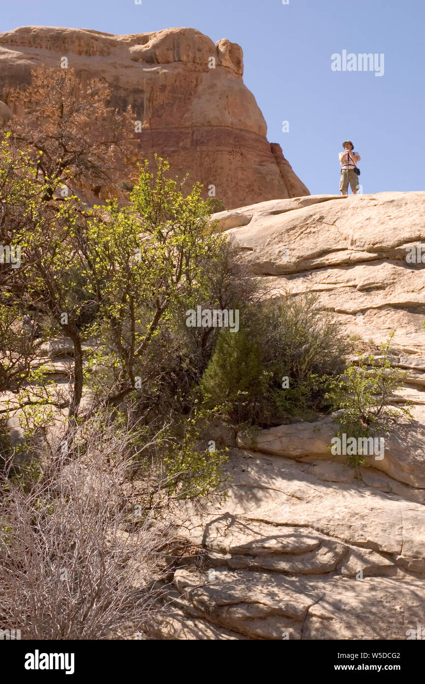 Männliche Wanderer auf Rot slickrock Bildung in der Davis Canyon, Canyonlands National Park, Utah. Stockfoto