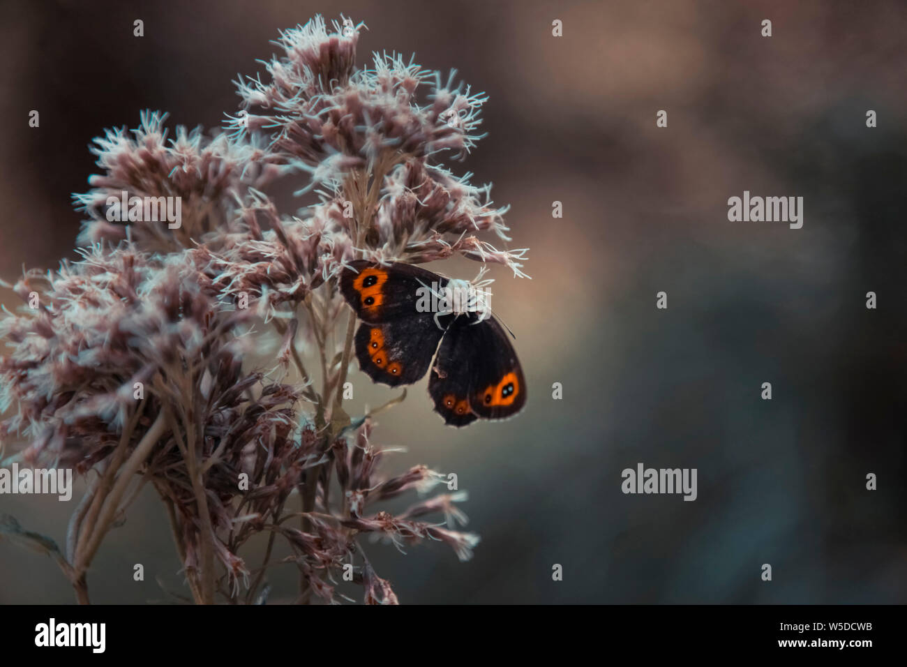 Ein toter Red Admiral Vanessa Atalanta Stockfoto