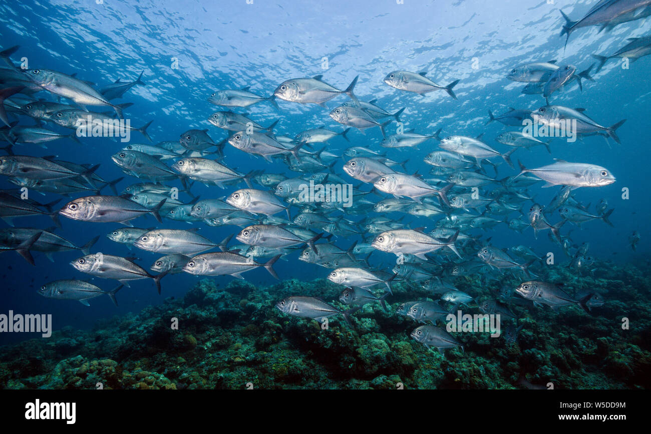 Fischschwarm von Bigeye Trevally Caranx Sexfasciatus, Kimbe Bay, New Britain, Papua Neu Guinea Stockfoto
