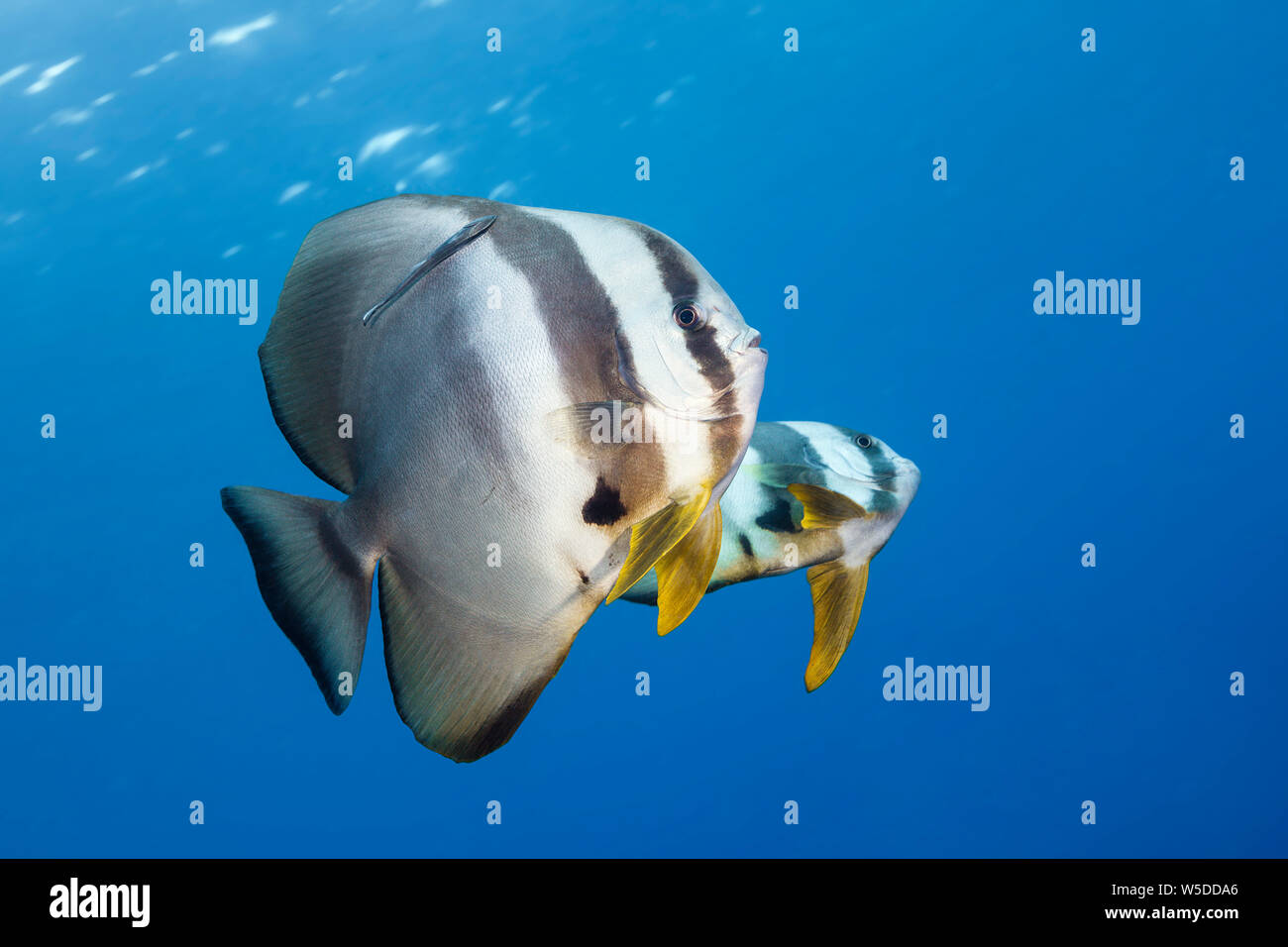 Platax teira Longfin Batfish,, Kimbe Bay, New Britain, Papua Neuguinea Stockfoto