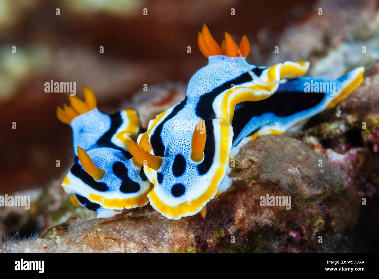 Dorid Nacktschnecken, Chromodoris annæ, Kimbe Bay, New Britain, Papua Neuguinea Stockfoto