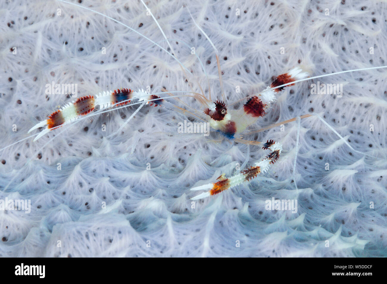 Gebänderte Putzergarnelen, Stenopus hispidus, Kimbe Bay, New Britain, Papua Neuguinea Stockfoto