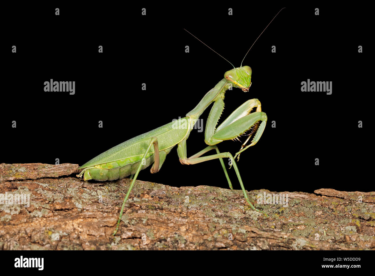 Gemeinsame green Mantis (Sphodromantis gastrica) auf einem Zweig, Südafrika Stockfoto