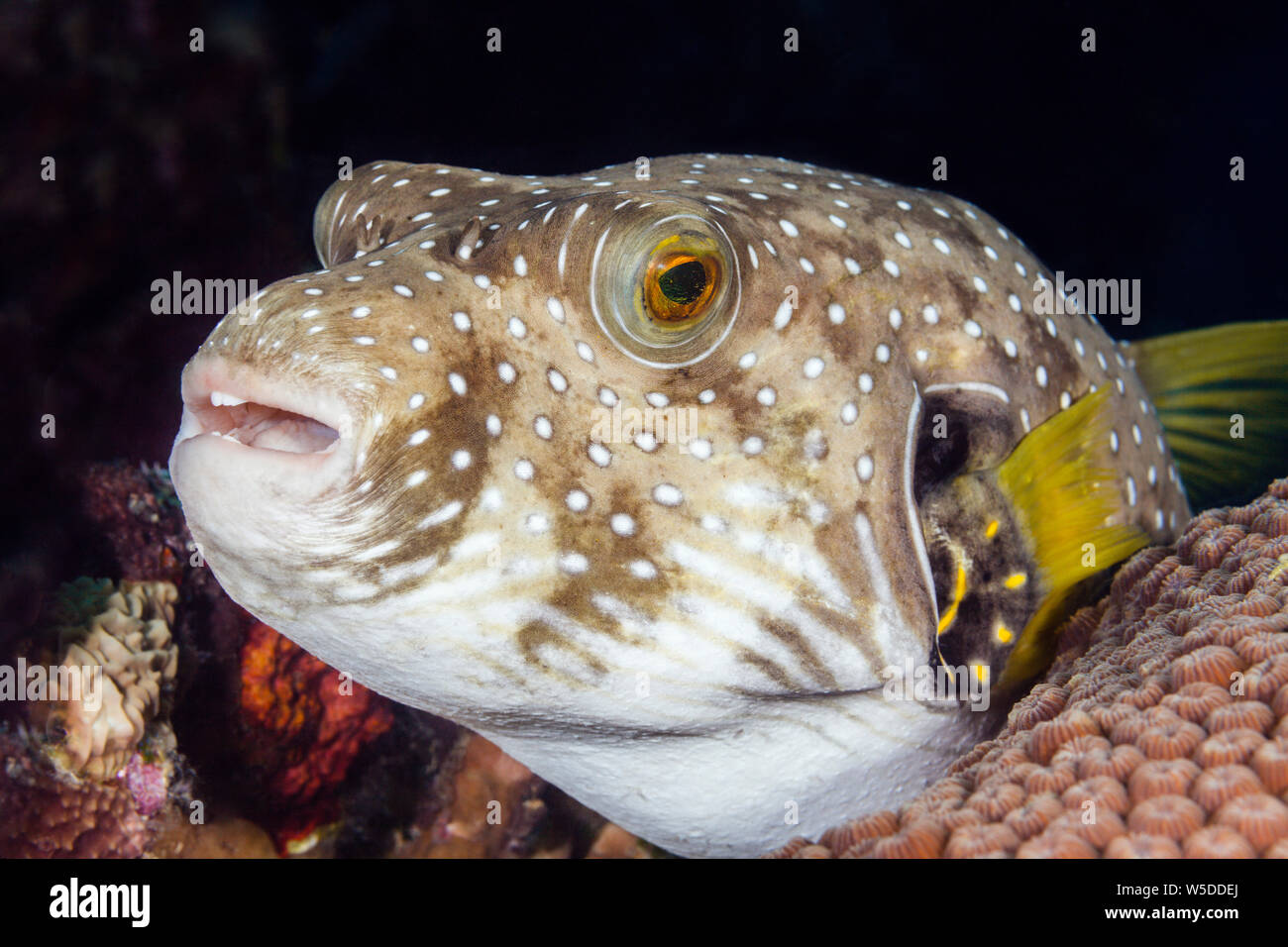 Beringt Puffer, Arothron hispidus, Kimbe Bay, New Britain, Papua Neuguinea Stockfoto