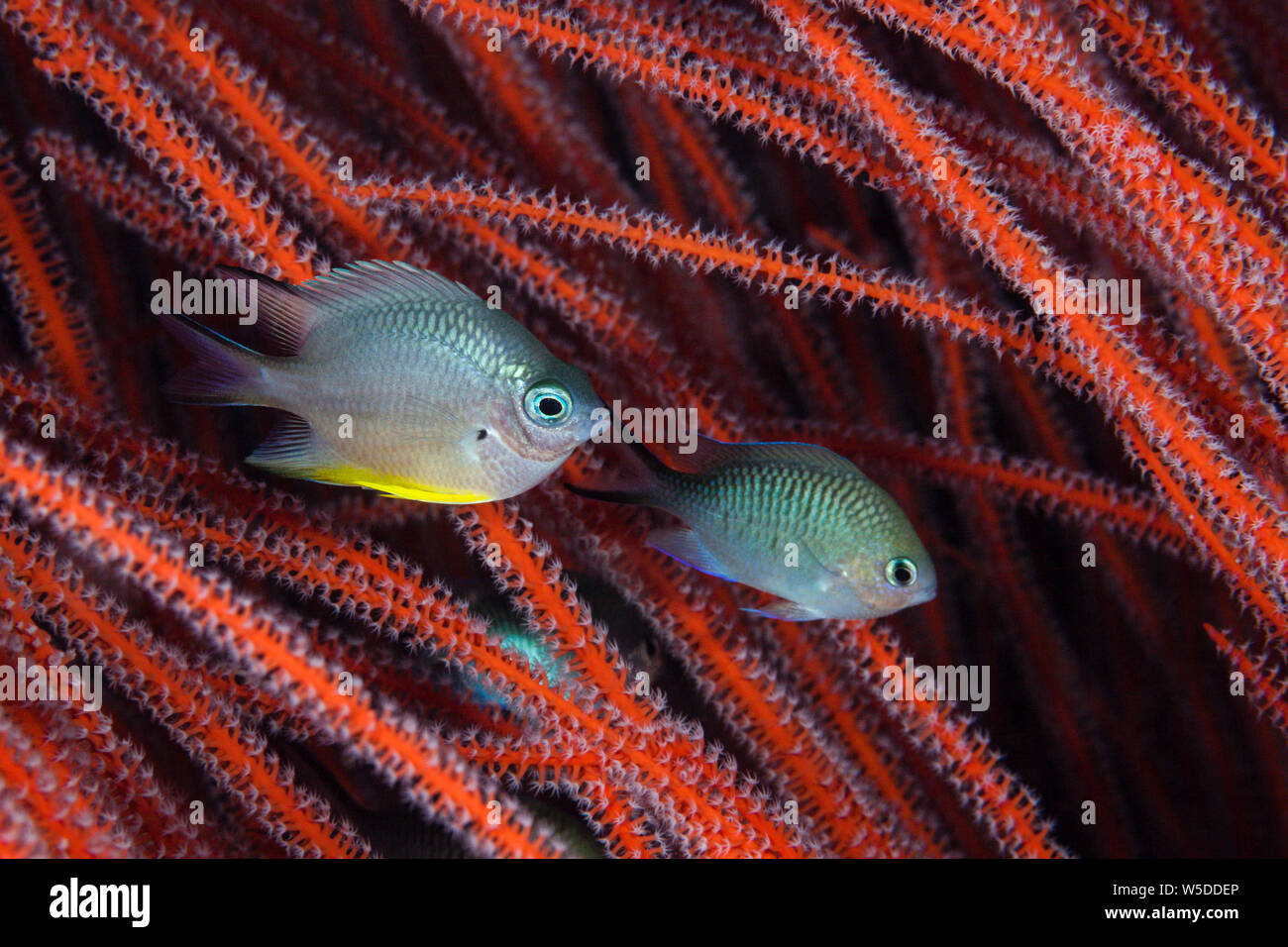 Whitebelly Dirne, Amblyglyphidodon leucogaster, Kimbe Bay, New Britain, Papua Neuguinea Stockfoto