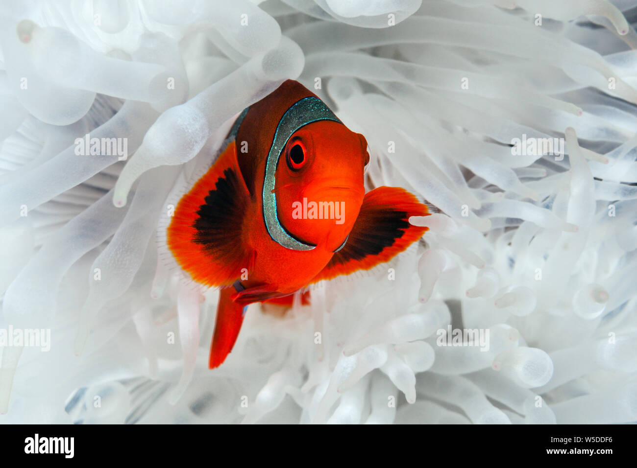 Spinecheek Clownfish, Premnas aculeatus, Kimbe Bay, New Britain, Papua Neuguinea Stockfoto