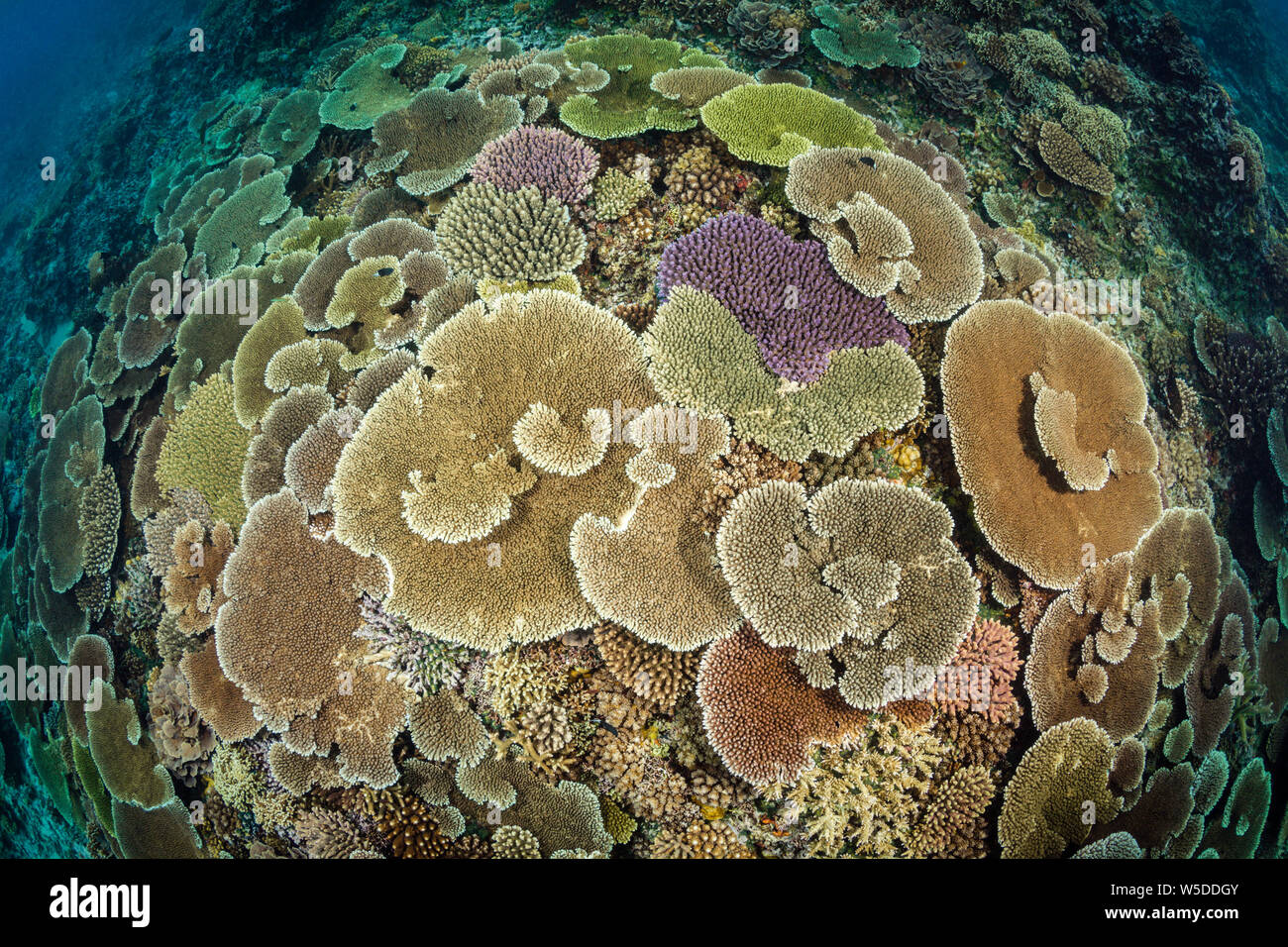 Gesundes Korallenriff, Kimbe Bay, New Britain, Papua Neuguinea Stockfoto