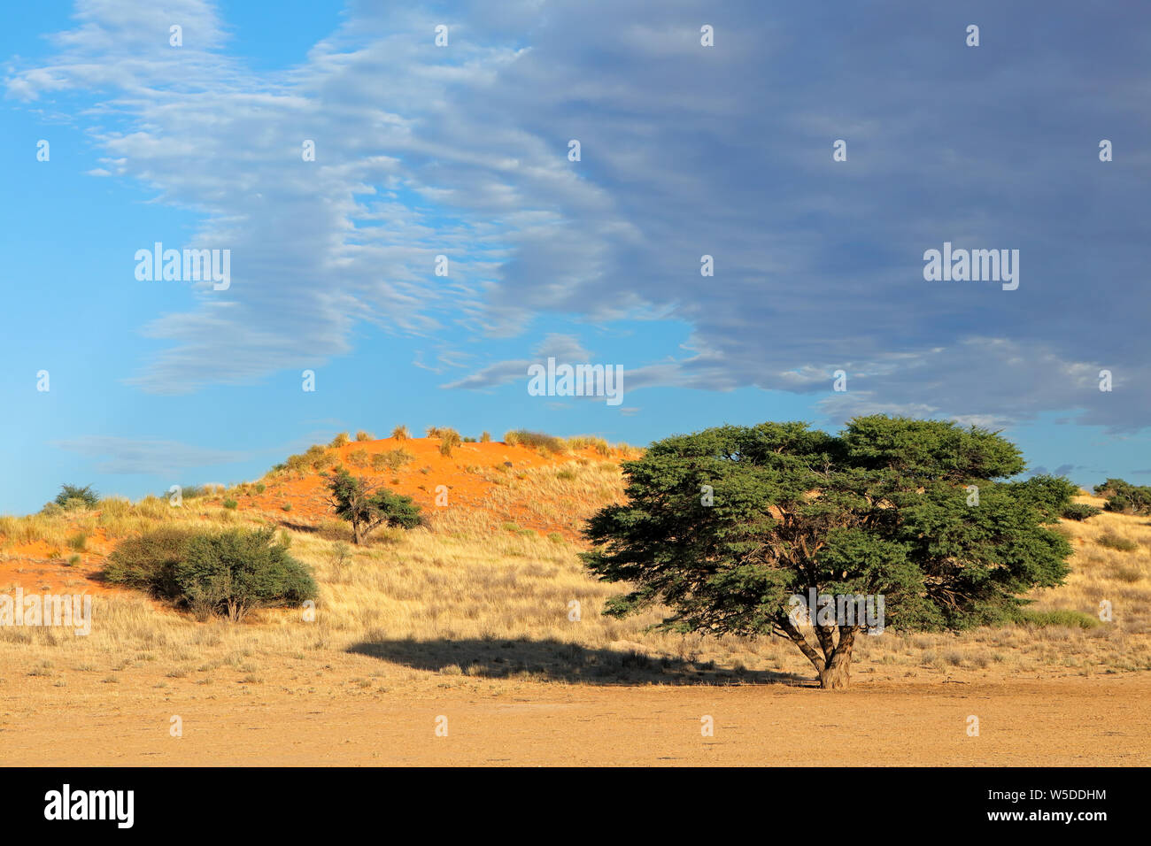 Die malerische Landschaft mit einem Thorn Tree und roten Sanddünen, die Kalahari Wüste, Südafrika Stockfoto