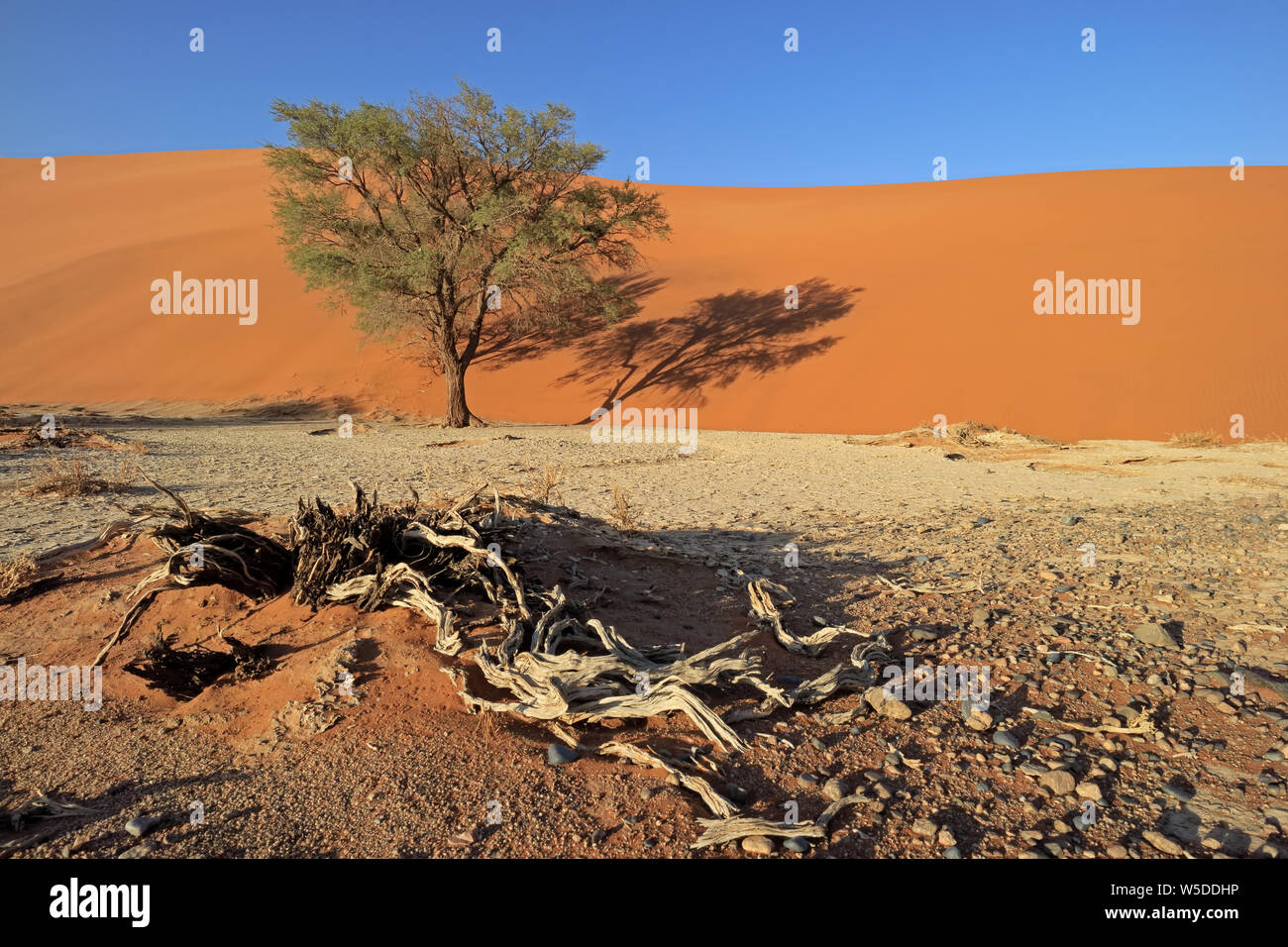 Roter Sand dune mit einem Thorn Tree, Sossusvlei, Namib, Namibia Stockfoto