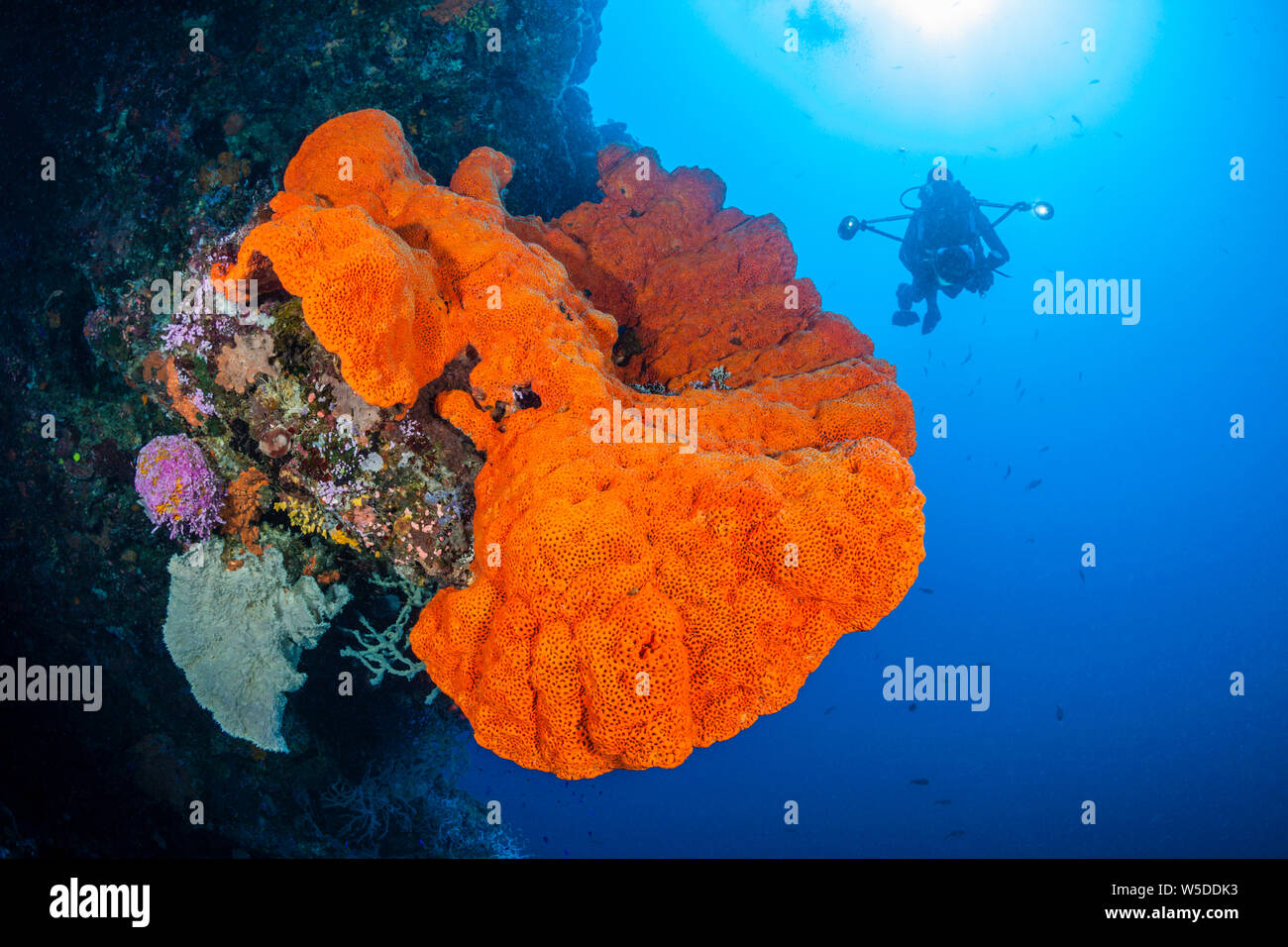 Orange Meer schwamm, Porifera, Kimbe Bay, New Britain, Papua Neuguinea Stockfoto