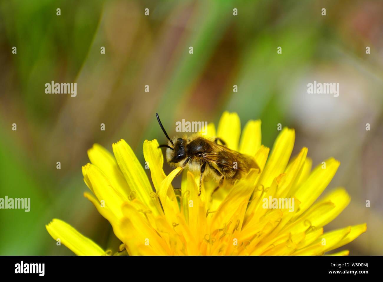 Eine Biene (apoidea) an der gelben Löwenzahn in der grünen Natur mit vielen Platz kopieren Stockfoto