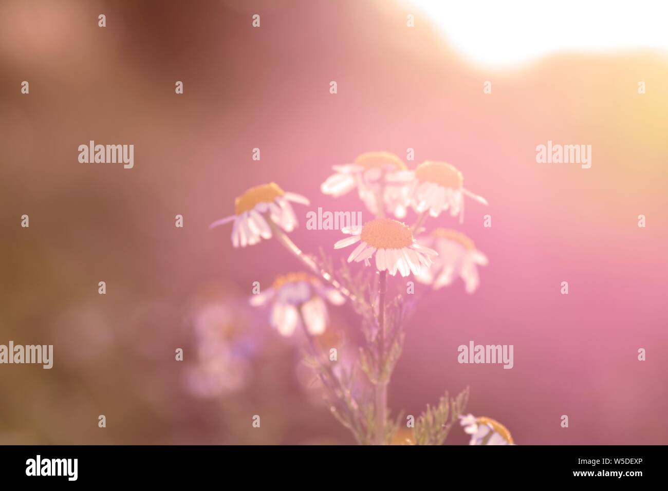 Kamillenblüten gegen Natur Hintergrund, an einem sonnigen Tag mit Copy space Stockfoto